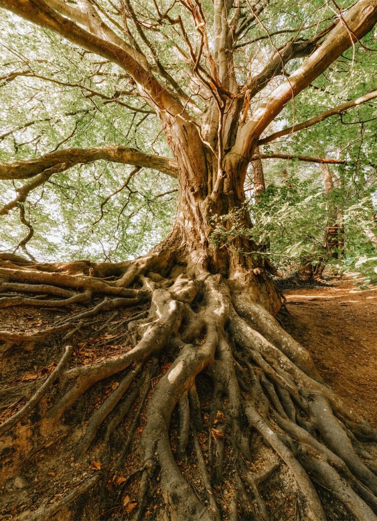 root, tree, old-4426192.jpg